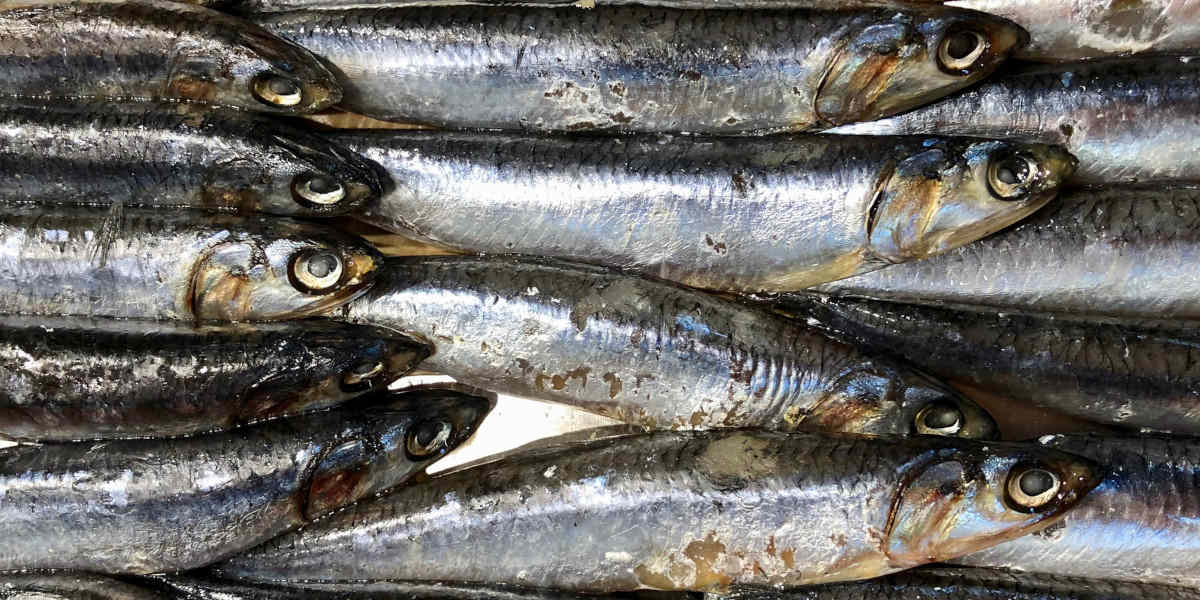 Adicionar óleo de peixe à dieta pode reduzir excesso de peso