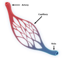 omega-3 improves blood flow