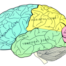 featured image for article on omega-3 and ADHD