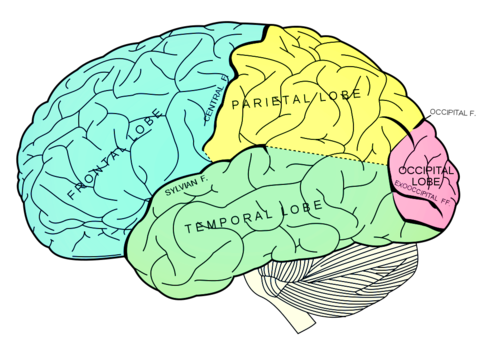 featured image for article on omega-3 and ADHD