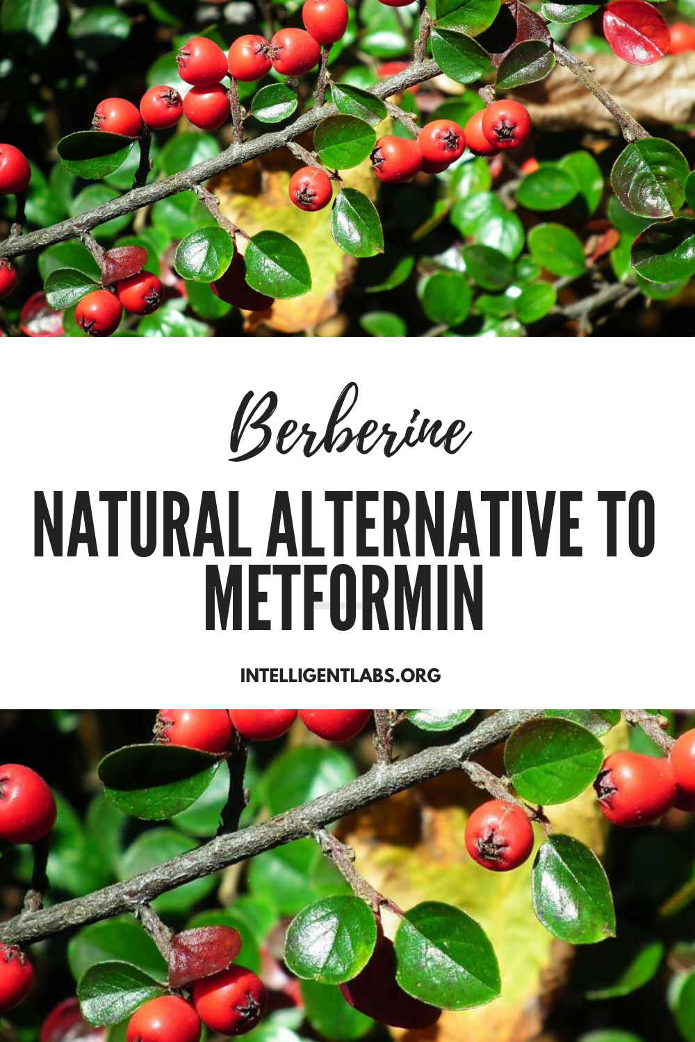 Is Berberine The Best Amongst Metformin Alternatives? Intelligent Labs