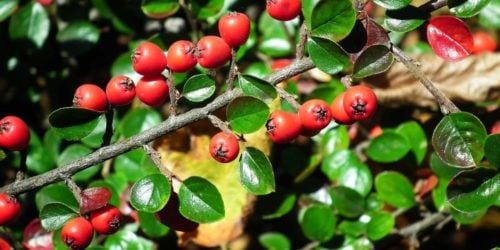 Barberry is a natural source of berberine, one of the metformin alternatives