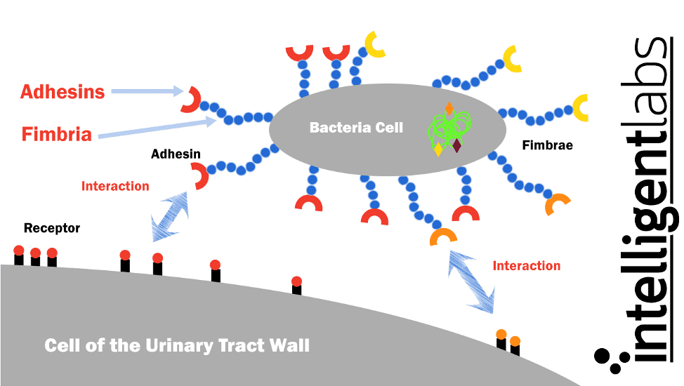 Como a bactéria e-coli causa ITUs