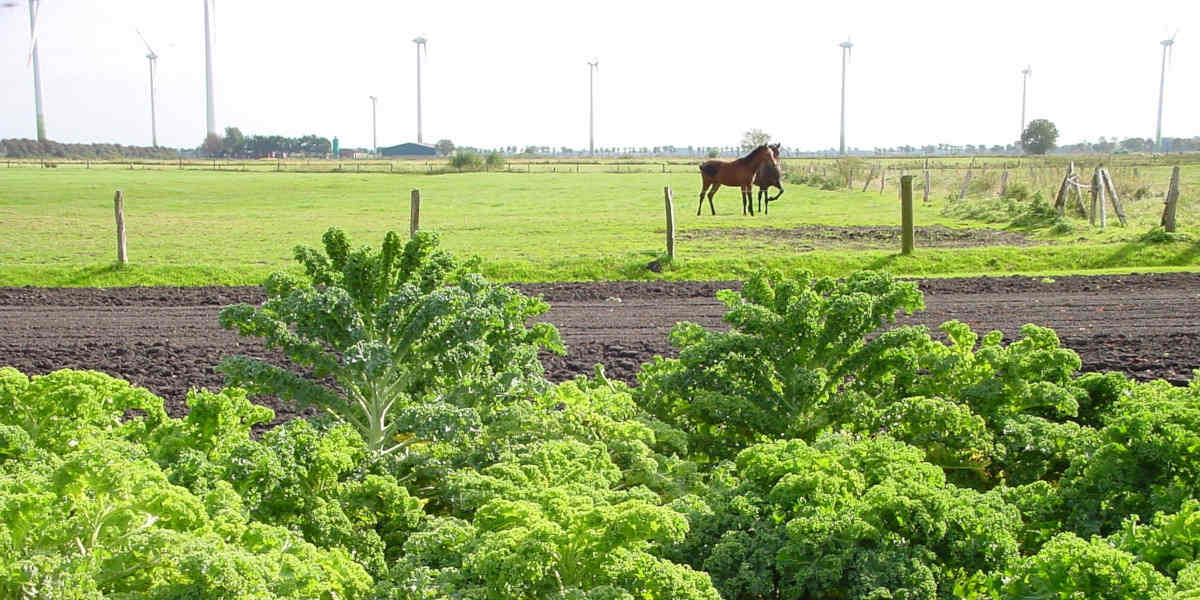 kale farmers supply the people with natural folate