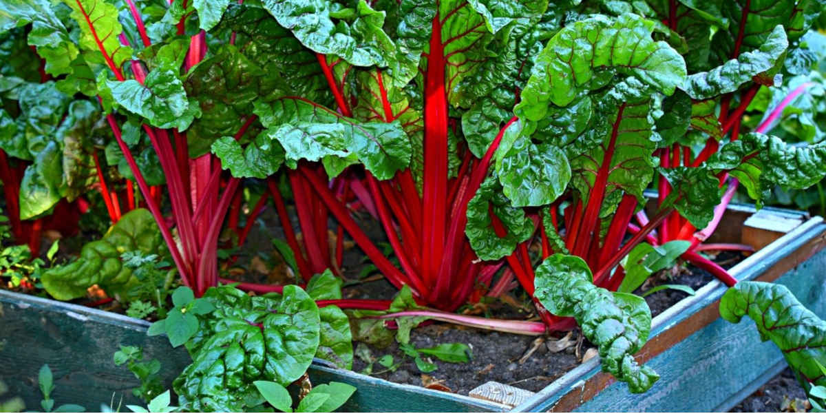 best form of magnesium webmd best form of magnesium webmd