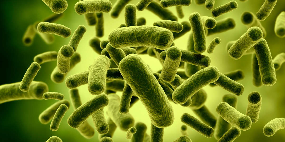 Lactobacillus bacteria