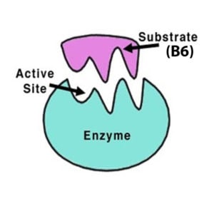 how enzymes work