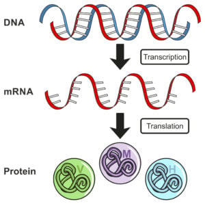 gene expression