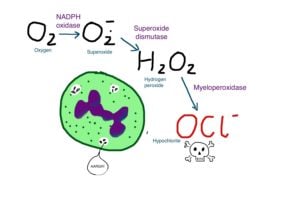 hydrogen peroxide immune system