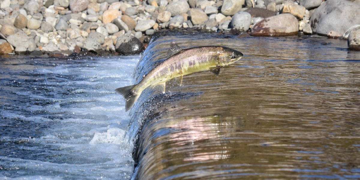 salmon provides essential fatty acids