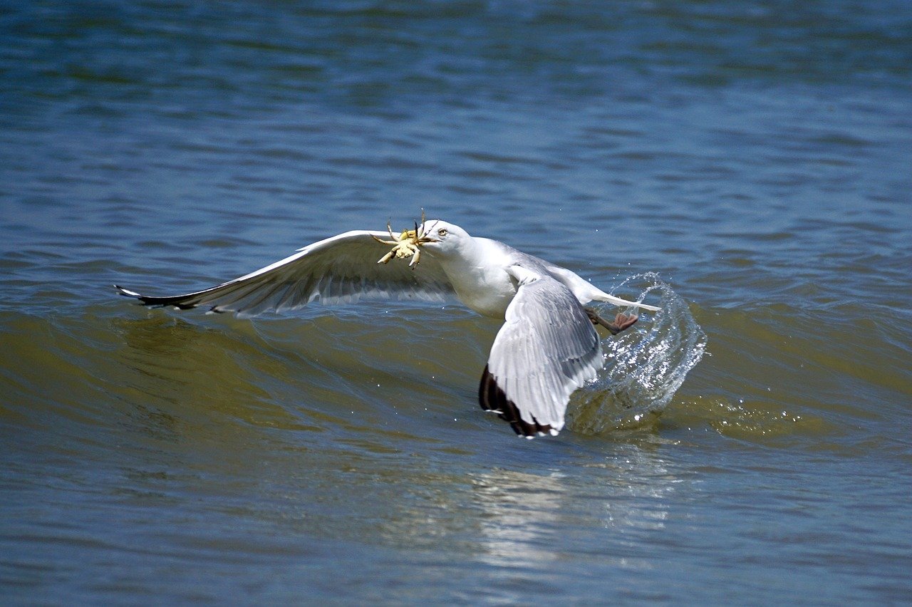 bird catches crab seafood