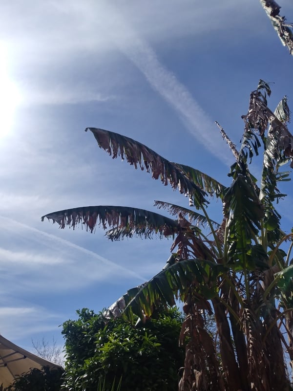 palm tree and blue skies