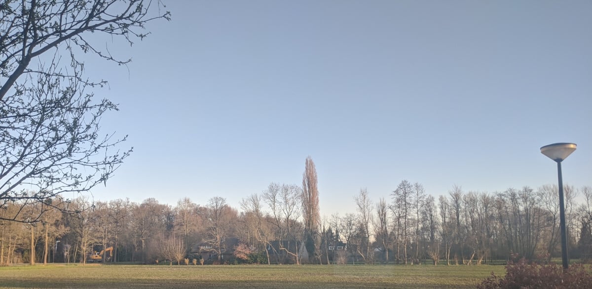 Picture of trees in the Netherlands