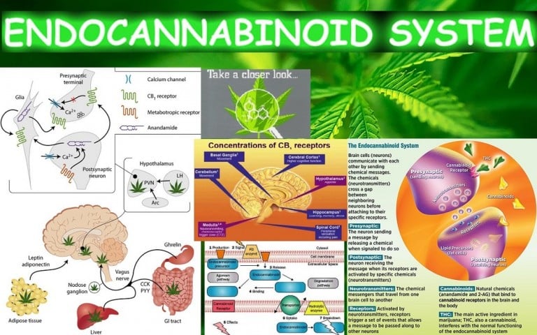 Endocannabinoid System