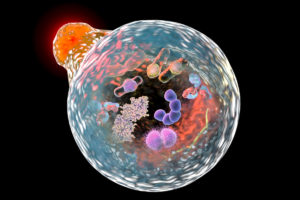 autophagosome fusing with the lysosome