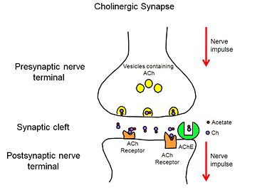 Cholinergic synapse