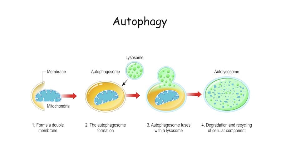 autophagy