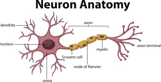 neuron anatomy