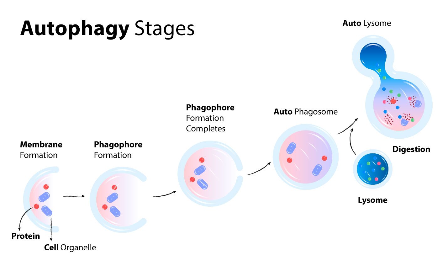 stages of autophagy