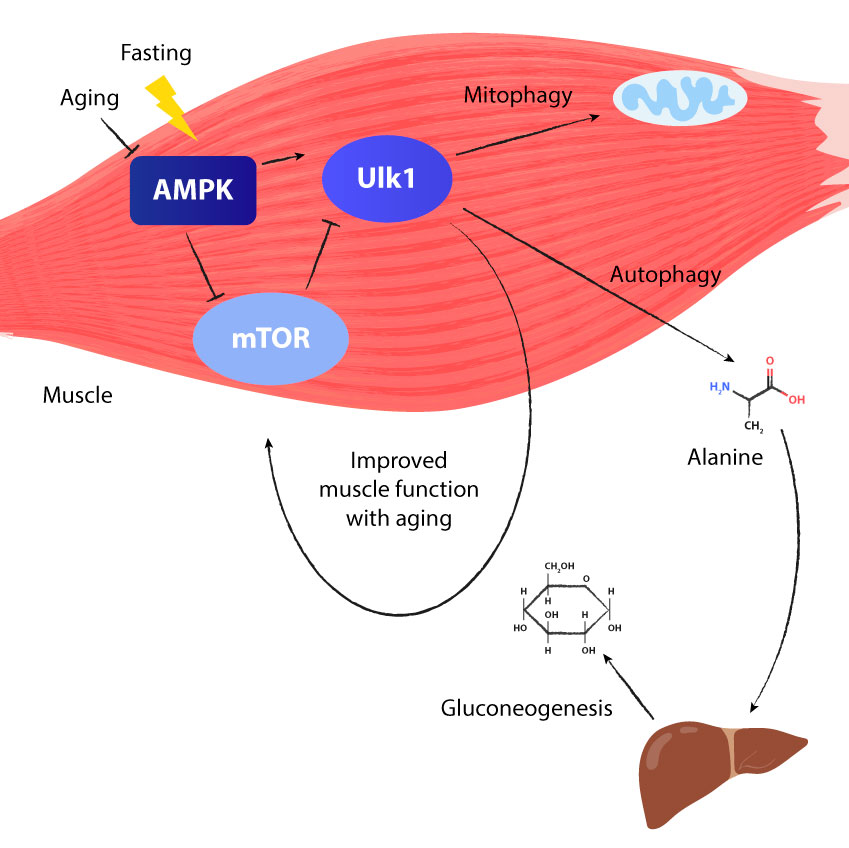 Autophagy and mitophagy