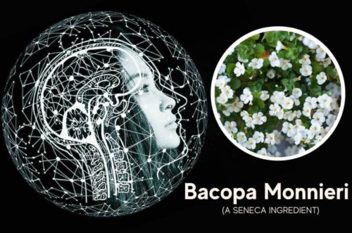 featured image for article on bacopa monnieri