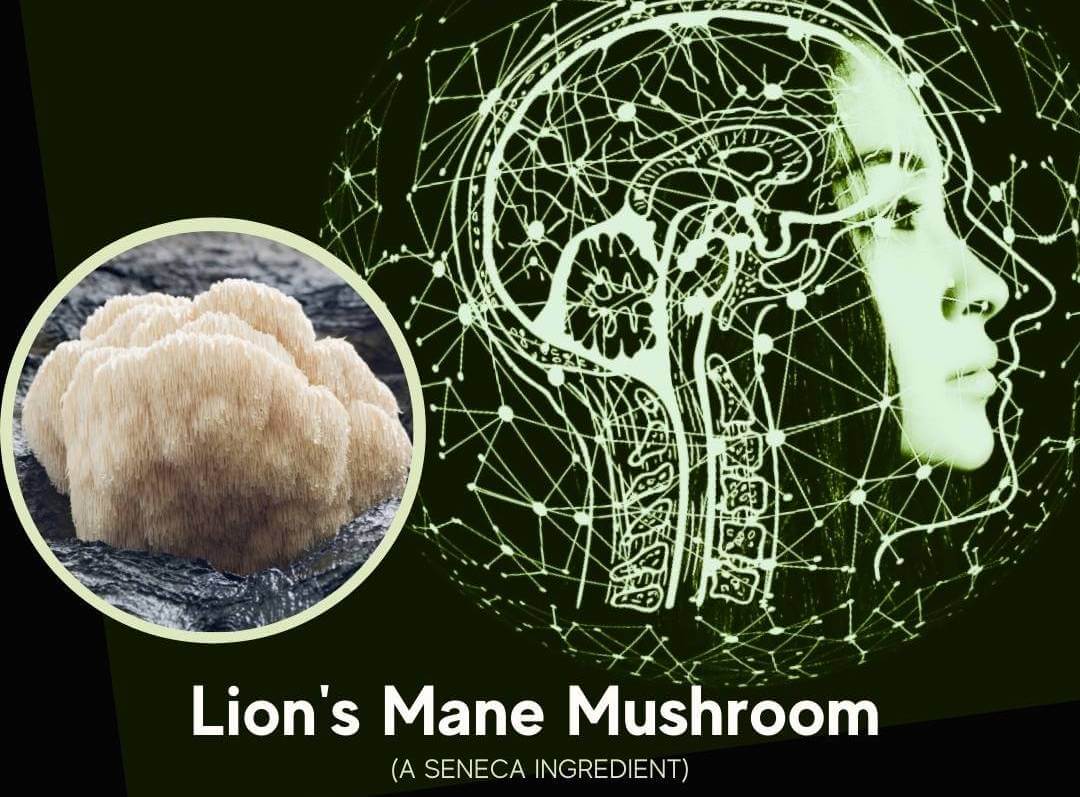 Lion's Mane Tasty Mushrooms For Cognitive Health Intelligent Labs