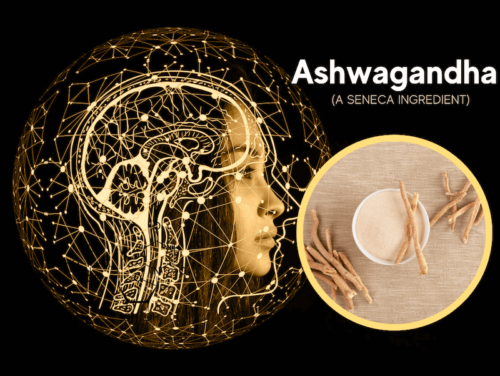 featured image for article on ashwagandha, a seneca nootropic ingredient