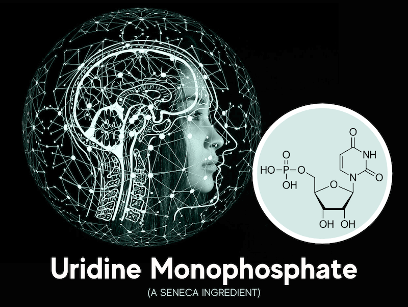 featured image for article on uridine monophosphate