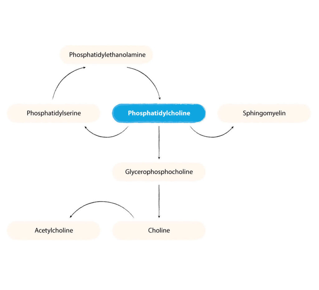 phosphatidylcholine