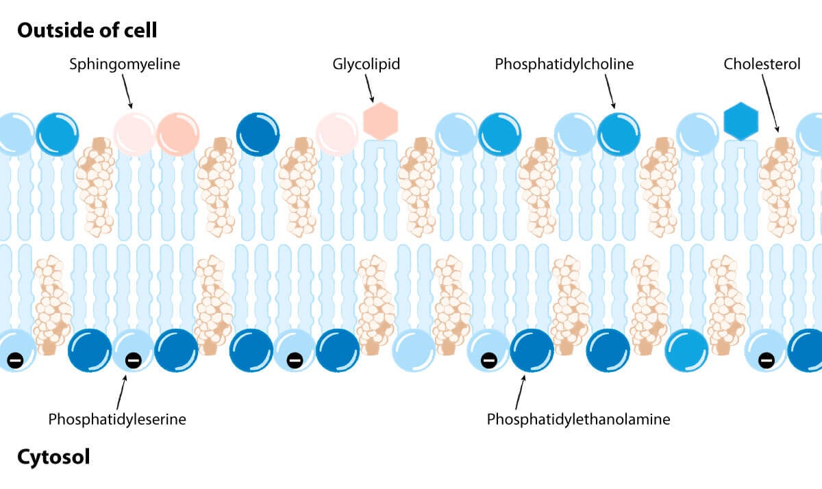 Diagram of a cell membrane showing all the main phospholipids