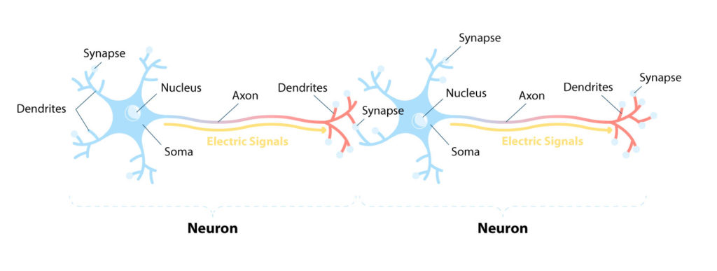 dendrite image