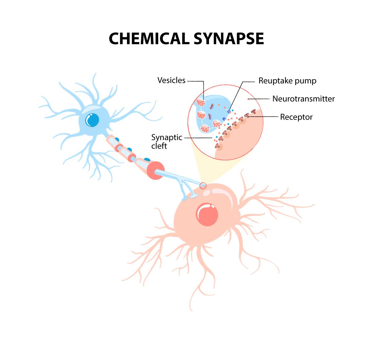 chemical synapse