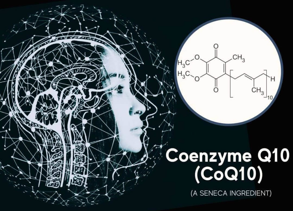 featured image for article on coenzyme q10 - a seneca nootropic ingredient