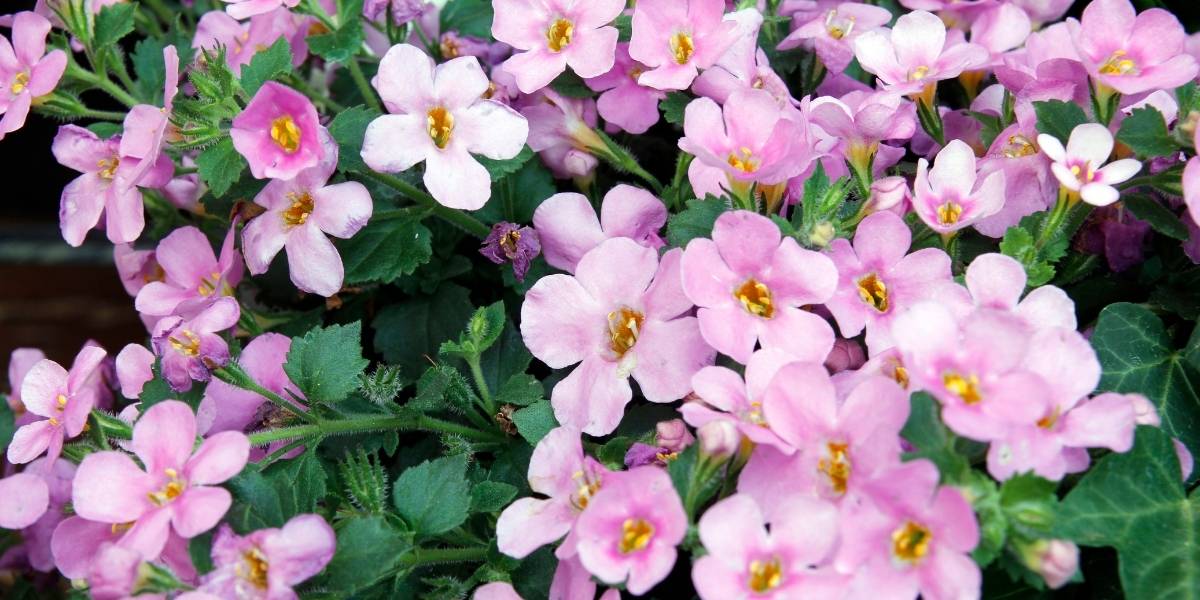 bacopa monnieri in full bloom