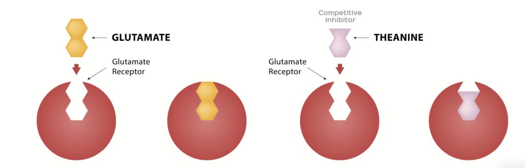 competitive inhibition