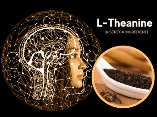 featured image for article on seneca ingredient l-theanine