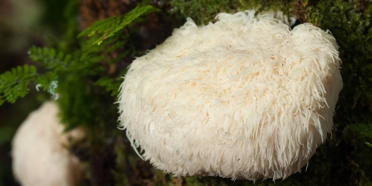 lion's mane mushrooms growing in the wild