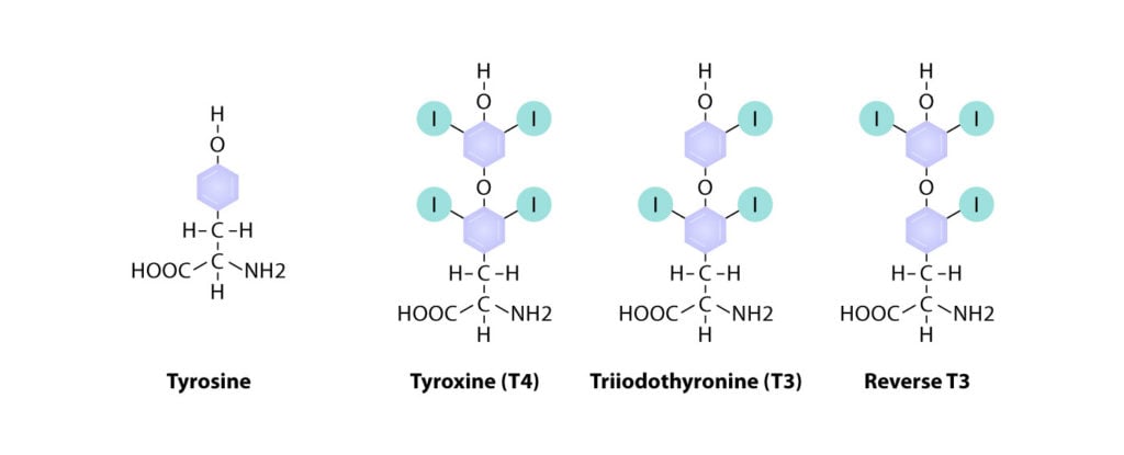 thyroid hormones