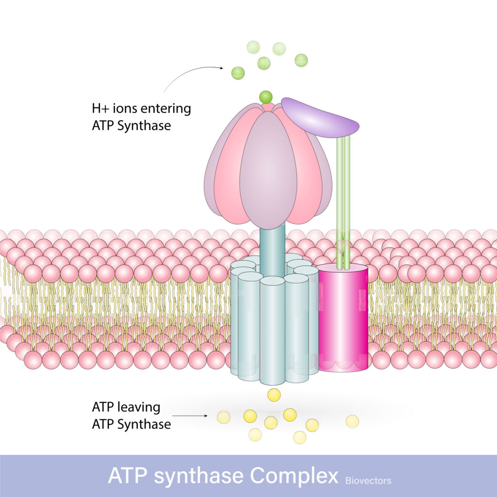 ATP synthase