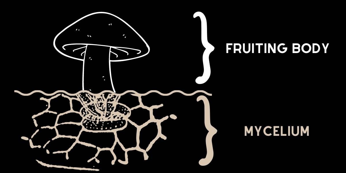 fungus structure showing fruiting body and mycelium