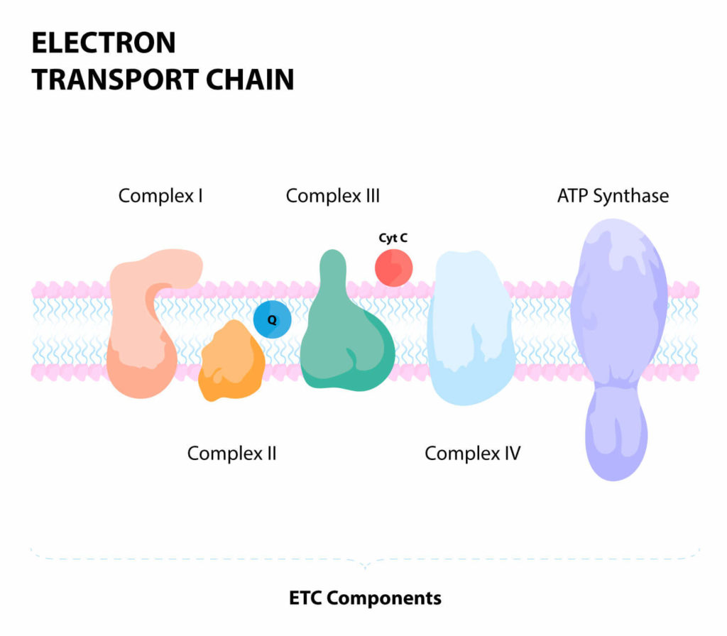 electron transport chain