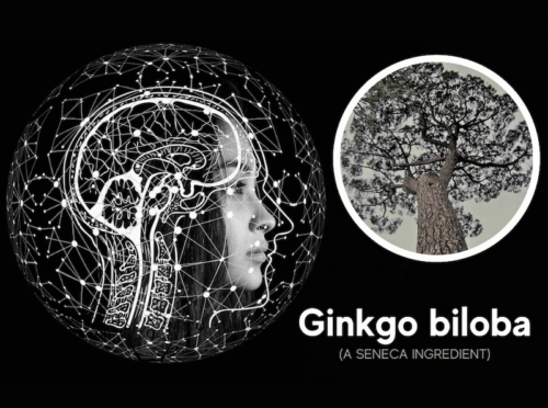 featured image for article on ginkgo biloba benefits