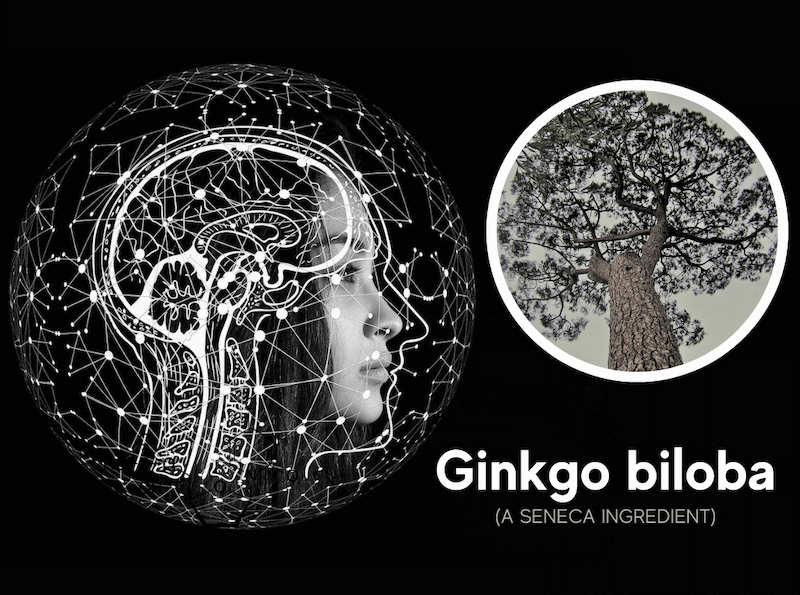 featured image for article on ginkgo biloba benefits