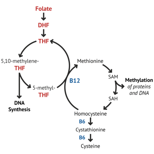 b12 and methylation