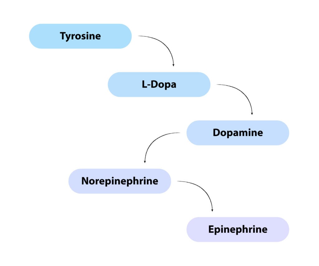 tyrosine conversion