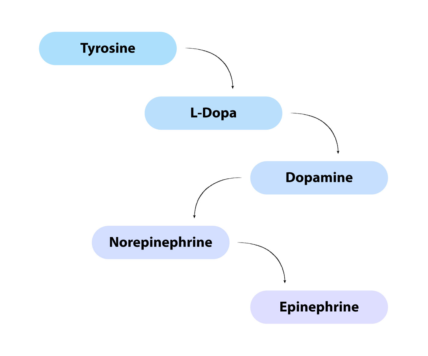 What Is NAcetyl LTyrosine (NALT)? Intelligent Labs