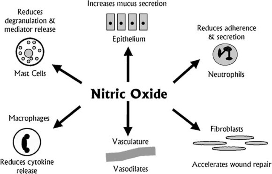 nitric oxide functions