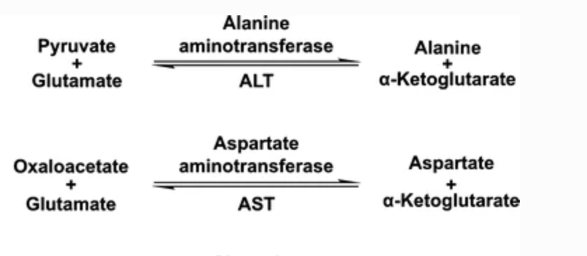 pyridoxal-5-phosphate is used in energy production and transaminase enzymes