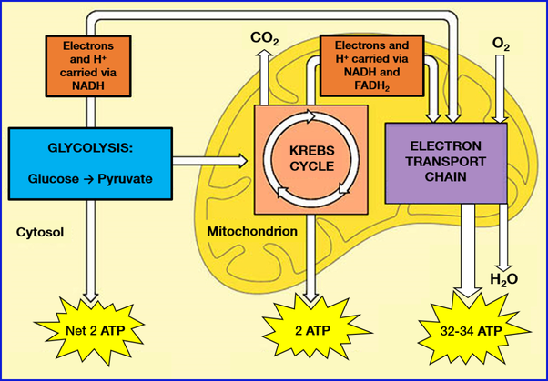 electron transport chain and krebs cycle