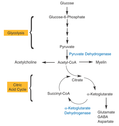 Pyruvate Dehydrogenase Complex, α-ketoglutarate dehydrogenase complex